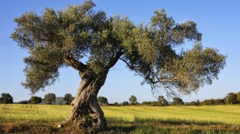 Castellabate, corso gratuito per la potatura degli ulivi