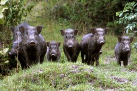 Il Parco Nazionale del Cilento, Vallo di Diano e Alburni investe sulla formazione per i danni da cinghiale