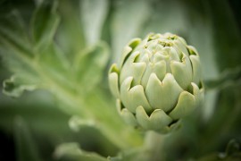 Bianco Tanagro sempre piu' green! le anticipazioni della IX edizione