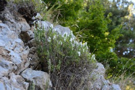 Capaccio, giornata del benessere tra le erbe spontanee e officinali del Cilento