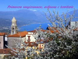 ''Primavera sangiovannese, avifauna e territorio'', immagini spettacolari da San Giovanni a Piro in un documentario amatoriale