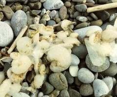 Le ''Barchette di San Pietro'' invadono il Cilento. Avvistamento anche nella spiaggia di Policastro Bussentino