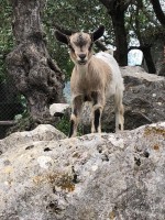 Il sentiero delle donne, il percorso narrato alla scoperta dell'Oasi Wwf di Morigerati  