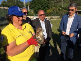 Emozione a Centola per la Poiana curata e rimessa in liberta' (FOTO)