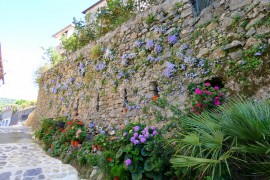 San Giovanni a Piro si tinge di viola grazie all'elegante Campanula napoletana (FOTO)