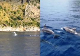 La danza dei delfini nel blu della Masseta (VIDEO)