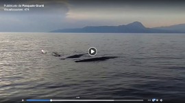 Spettacolo nel golfo di Policastro: spuntano 3 magnifici capodogli