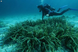 Convegno del M5S per risolvere la problematica della Posidonia