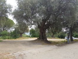 Agropoli ha il suo primo Albero monumentale