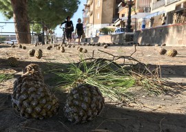 Camerota, sindaco blocca e denuncia i ladri di pigne (FOTO): sequestrati 200 kg di strobili