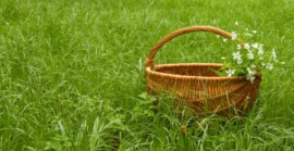 Roccagloriosa ''scopre'' le erbe spontanee