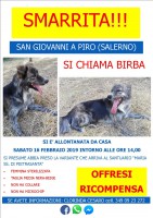 San Giovanni a Piro, Birba scomparsa da una settimana. Aiutiamo i proprietari a ritrovarla, offresi ricompensa