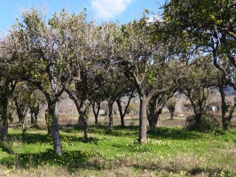 Santa Marina, concessione di terreni agricoli comunali per incentivare l'imprenditoria