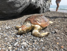 Tartaruga Caretta Caretta recuperata senza vita a Marina di Camerota